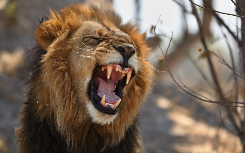 african-lion-portrait-warm-light